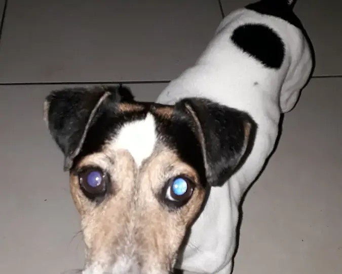 Cane in ambulatorio durante un controllo