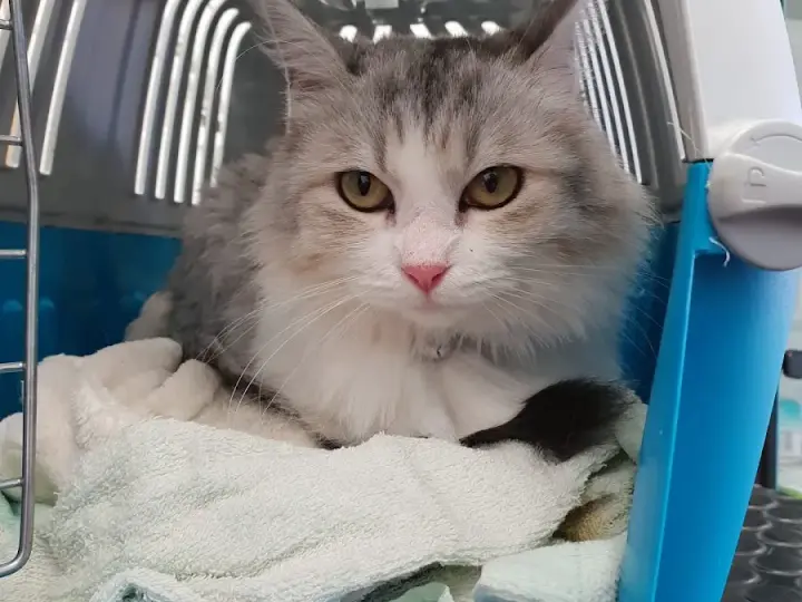 Gatto in trasportino durante una visita in ambulatorio